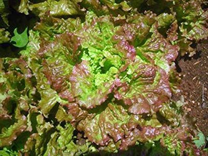 Prizehead Lettuce Seeds - Lactuca sativa heirloom, heat-tolerant, slow-bolting