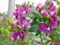 Polygala Myrtifolia 'Sweet Pea Bush' 7 Live 6" Unrooted Cuttings - Purple Blooms, Evergreen Shrub