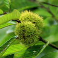 Chinese Chestnut Tree (2 Pack) Bare Root – Blight Resistant, Edible Nuts, Full Sun, Zones 3-9