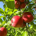 Fuji Apple Tree (Malus domestica) - 2-3 ft Bare Root Live Fruit Tree