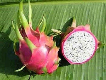 White Dragon Fruit Seeds (Hylocereus undatus) - Climbing Cactus Vine, 20ft Growth, Edible Exotic Fruit
