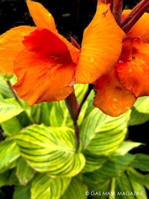 Pretoria Canna Lily Bengal Tiger Bare Root Plants (3) - Full Sun, 4-6 ft