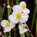 Broadleaf Arrowhead Flower Seeds (Sagittaria latifolia) — 1000 Seeds for Ponds & Water Gardens