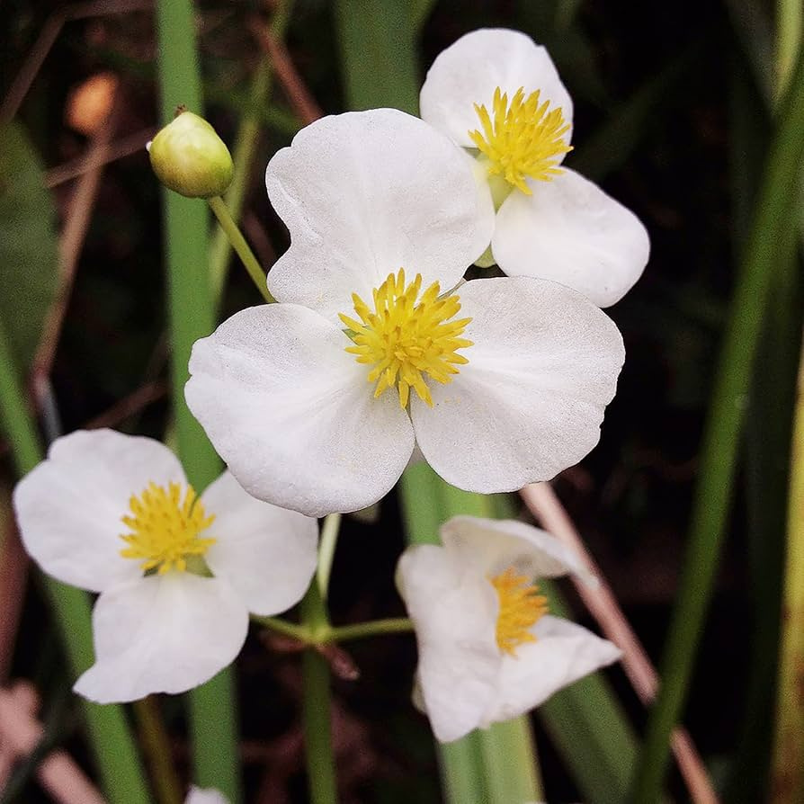 Broadleaf Arrowhead Flower Seeds (Sagittaria latifolia) — 1000 Seeds for Ponds & Water Gardens