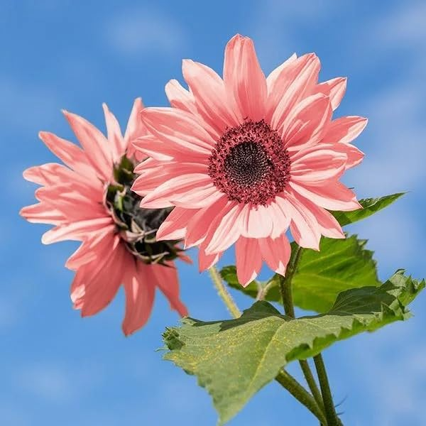Pink Sunflower Seeds - 50 Non-GMO Pink Helianthus annuus for Tall, Drought-Resistant Blooms