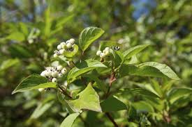 Red Osier Dogwood Cornus sericea Bare Root Shrub 18-24" – Zones 3-8