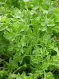 Wrinkled Crinkled Cress (Lepidium sativum) – 500 Seeds for Microgreens & Salad Herb