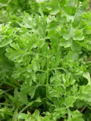 Wrinkled Crinkled Cress (Lepidium sativum) – 500 Seeds for Microgreens & Salad Herb