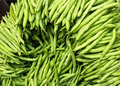 Provider Green Bush Bean Seeds - 5g Pack | Heirloom, Non-GMO, High-Yield