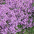 5000 Creeping Thyme Seeds - Thymus Serpyllum | Perennial Groundcover, Purple Flowers, Drought-Tolerant