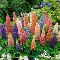 Minarette Dwarf Mix Lupine Seeds - 25+ Seeds for Compact Spikes in Colorful Shades
