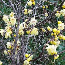 Chimonanthus Praecox Wintersweet Seeds - 10 Seeds, Fragrant Heirloom Shrub