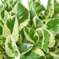 N’Joy Pothos Starter Plant | Variegated Epipremnum aureum, 2-3 Leaves, 3-5 Inches