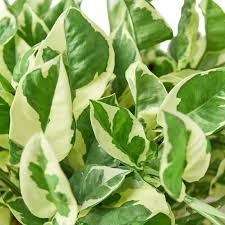 N’Joy Pothos Starter Plant | Variegated Epipremnum aureum, 2-3 Leaves, 3-5 Inches