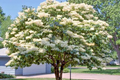 Japanese White Lilac Syringa reticulata Seeds — 25 Seeds, Fragrant Creamy-White Flowers