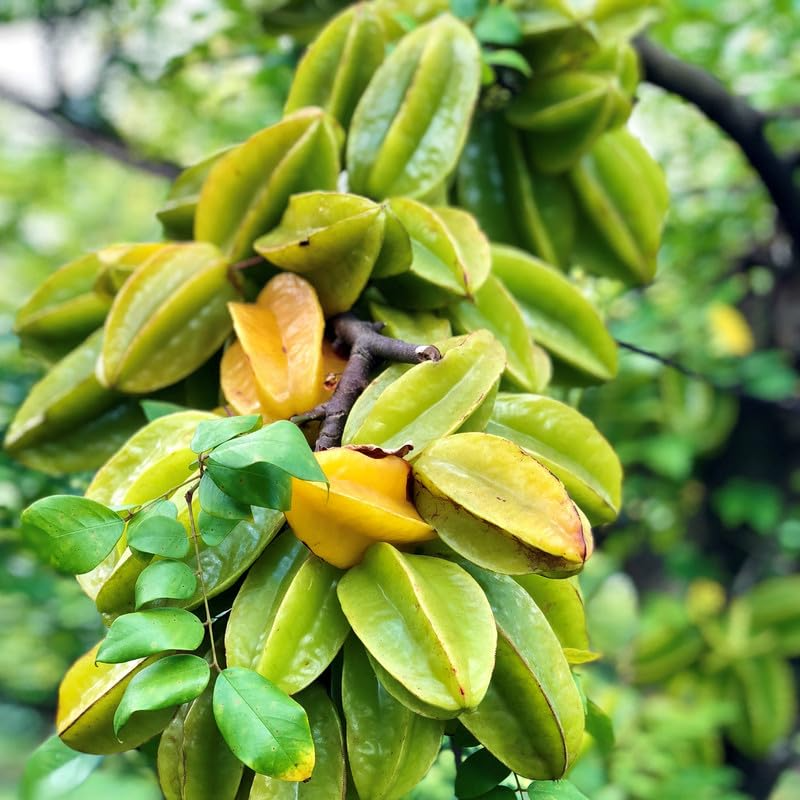 Grafted Star Fruit Seedling Starter Plant (Averrhoa carambola) 24"-36" – Live Fruit Tree