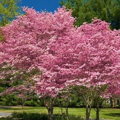 Pink Flowering Dogwood Tree (Cornus florida) - 10-12" Starter Plant, Well-Rooted in Pot