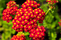 Red Yarrow Seed Pack (Achillea millefolium) - 1000 Seeds, Hardy Perennial Wildflower