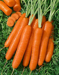 Scarlet Nantes Carrot Seeds - 300 Seeds, Heirloom, Sweet Crisp, 65-70 Days