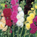 Summer Carnival Mix Hollyhock Seeds (Alcea rosea) – 500 Seeds, Biennial, Pollinator-Friendly
