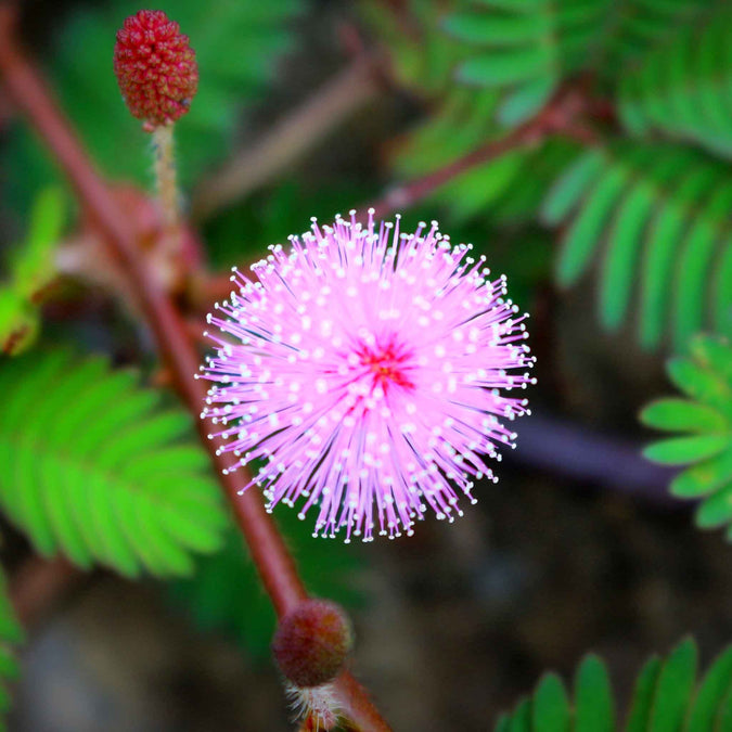 Sensitive Plant Seeds (Mimosa microphylla) – 5 Seeds, Touch-Responsive Leaves, Ground Cover