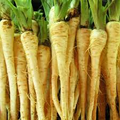 Parsnip All American Seeds - 1g Pastinaca sativa | Heirloom, Non-GMO, Sweet Nutty Root
