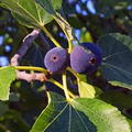 Magnolia Fig Tree (Ficus carica) | Bare-Root Starter Plant | Zones 7-10