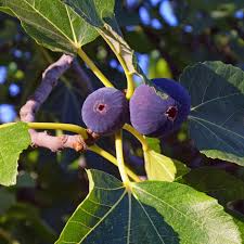 Magnolia Fig Tree (Ficus carica) | Bare-Root Starter Plant | Zones 7-10