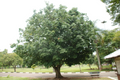Money Tree Pachira aquatica Bonsai Seedling - 4" Caudex Starter Plant