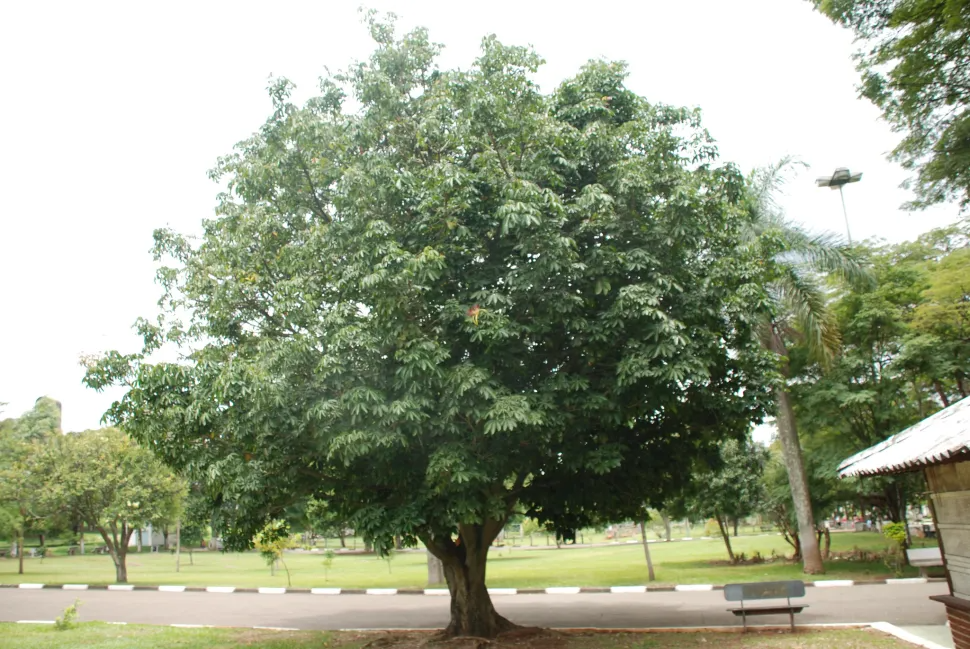 Money Tree Pachira aquatica Bonsai Seedling - 4" Caudex Starter Plant