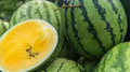 Yellow Baby Doll Watermelon Seeds – 50+ Seeds, Compact Early Harvest, Yellow Flesh