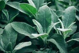Sage Broadleaf Seeds – 300mg, Heirloom Culinary Herb, Drought-Tolerant