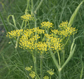 Fennel Seeds - 200 Seeds, Perennial Herb, Non-GMO, Swallowtail Host Plant