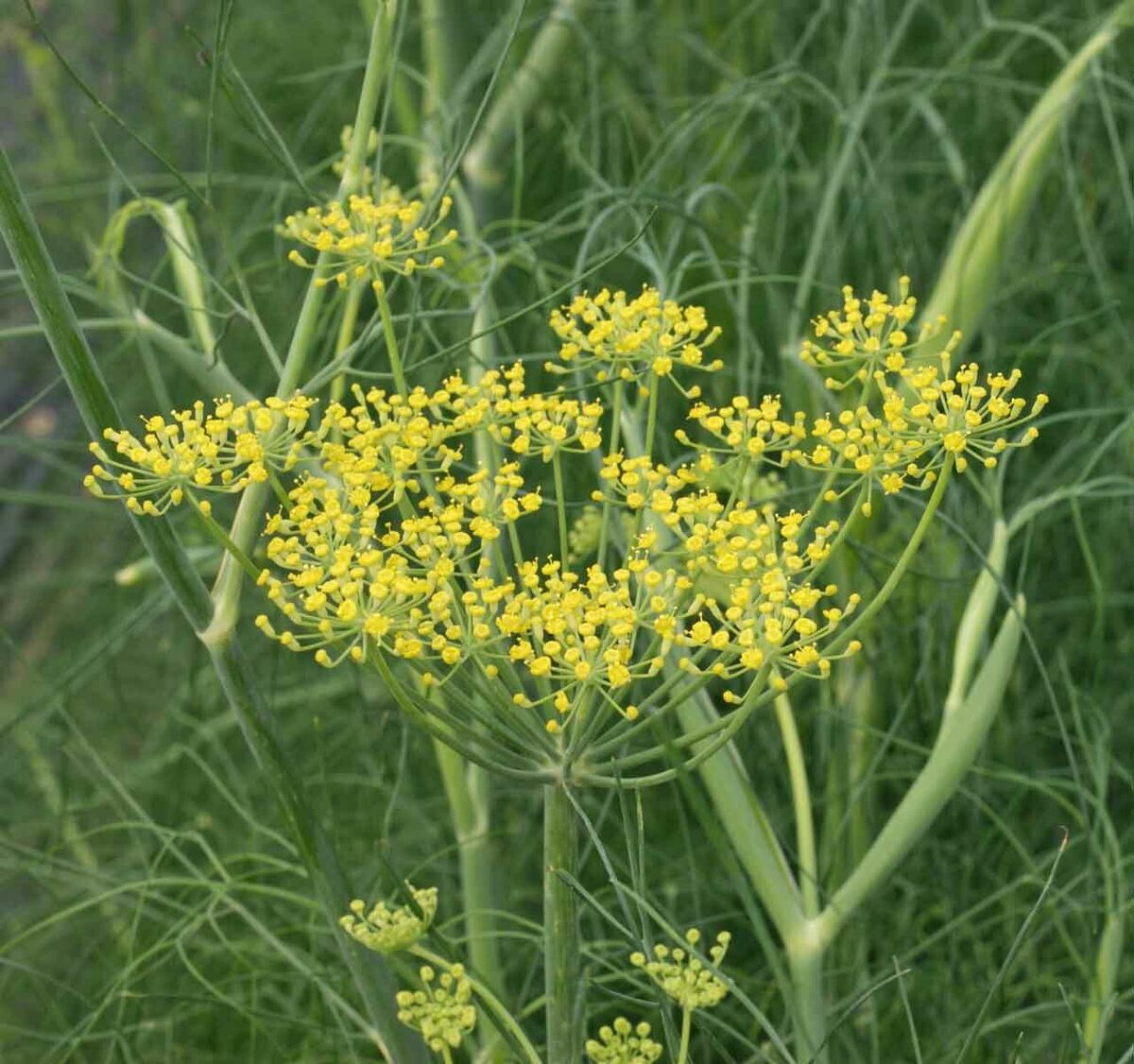Fennel Seeds - 200 Seeds, Perennial Herb, Non-GMO, Swallowtail Host Plant