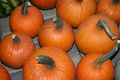 Small Sugar Pumpkin Seeds - 1g Heirloom for Pies, High Yield, Heat-Tolerant