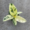 Ficus Shivereana Moonshine Starter Plant - Variegated Rubber Plant, 4" Rooted
