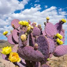 Santa Rita Purple Prickly Pear Cutting (6") - Unrooted Opuntia Starter Plant