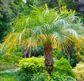 15 Pygmy Date Palm Seeds (Phoenix Roebelenii) – Indoor Dwarf Palm Seeds