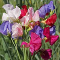 Mammoth Mix Sweet Pea Seeds - 50+ Giant Fragrant Blooms, Climbing Vines