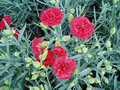 Can-Can Scarlet Carnation Seeds – 200+ Dianthus caryophyllus Seeds for Borders & Bouquets