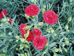Can-Can Scarlet Carnation Seeds – 200+ Dianthus caryophyllus Seeds for Borders & Bouquets