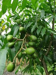 June Plum (Spondias dulcis) Starter Plant — 3-4 ft Tropical Fruit Tree