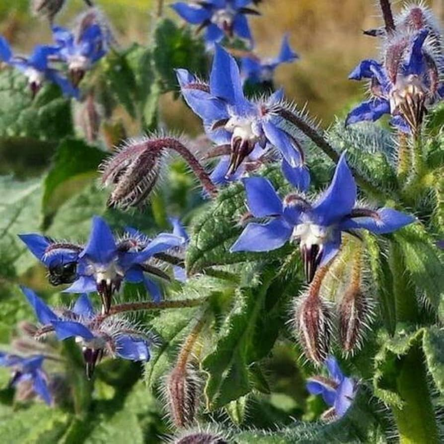Borage (Borago officinalis) - Heirloom Herb Seeds for Pollinators, Edible Flowers, 100 Seeds