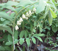 Polygonatum biflorum True Solomon's Seal - Bare Root (10 Plants)