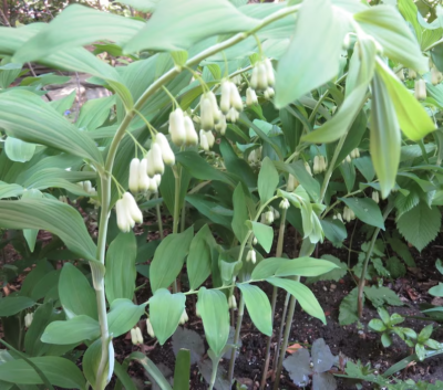 Polygonatum biflorum True Solomon's Seal - Bare Root (10 Plants)