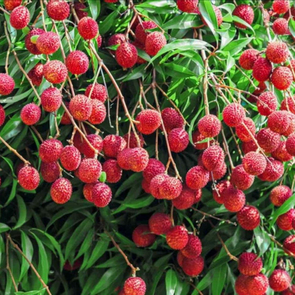 Lychee Seeds - 10 Fresh Litchi chinensis Seeds | Heirloom, Non-GMO