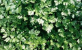 Dark Green Italian Giant Parsley Seeds - Petroselinum crispum neapolitanum (2000 Seeds) Heirloom