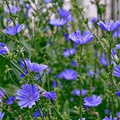 Chicory Seeds - Non-GMO, 75 Days to Maturity, Blue Flowers, Zones 3-9