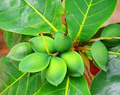 Indian Almond Tree 10" Tall (Terminalia catappa) - Live Starter Plant