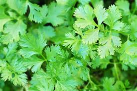 Cilantro Seeds - 175 Coriandrum sativum for Planting | Fresh Cilantro/Coriander